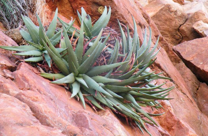 Aloe dabenorisana PlantZAfrica